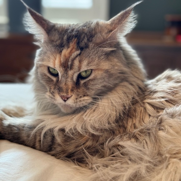 Rules for Shopping! - Picture 1 of 1